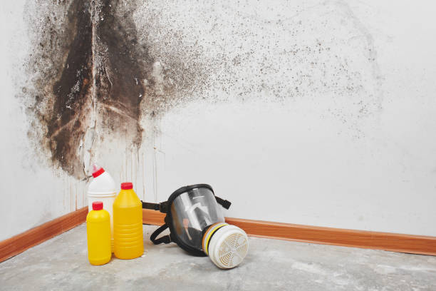 Best Commercial Mold Removal  in West Haven, UT
