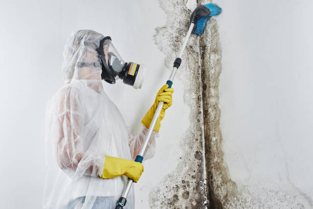Best Black Mold Removal  in West Haven, UT