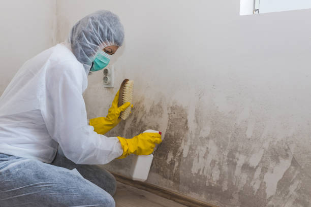 Best Certified Mold Removal  in West Haven, UT
