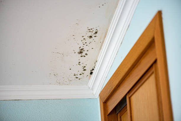 Best Mold Removal and Inspection  in West Haven, UT