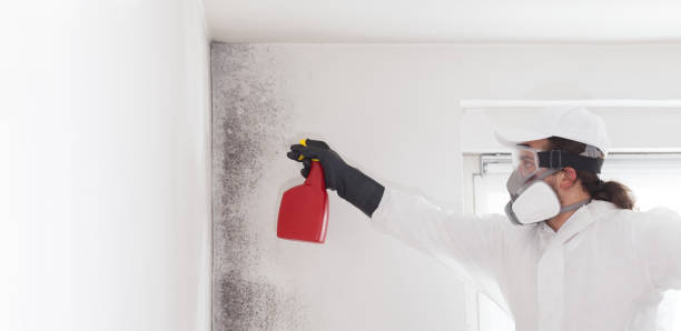 Best Mold Damage Repair  in West Haven, UT