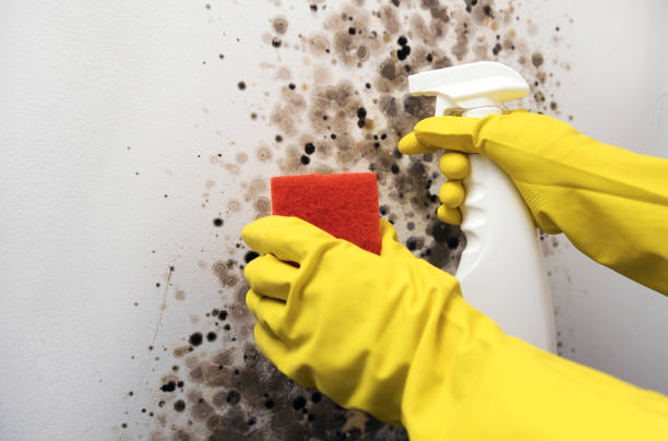 Best Residential Mold Removal  in West Haven, UT