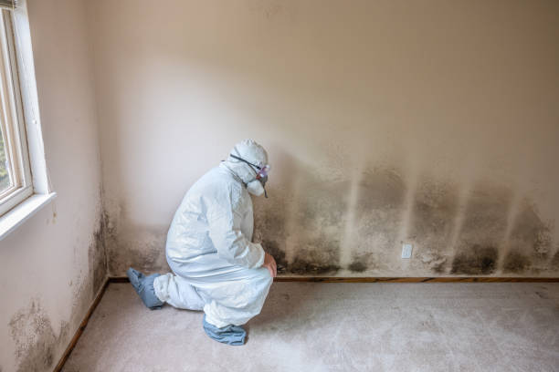 Mold Removal and Inspection in West Haven, UT
