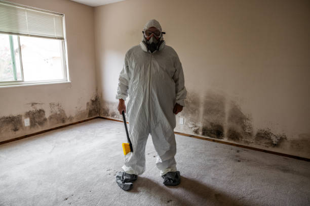 Mold Removal Process in West Haven, UT