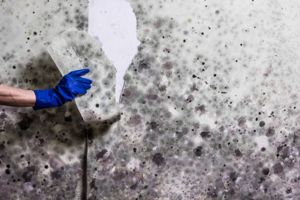 Best Best Mold Removal Companies  in West Haven, UT