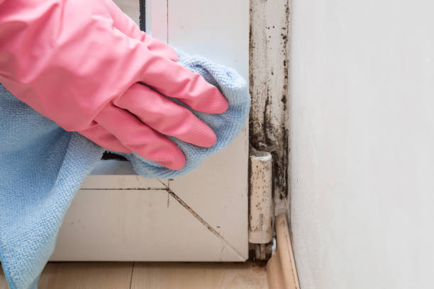 Professional Mold Removal in West Haven, UT
