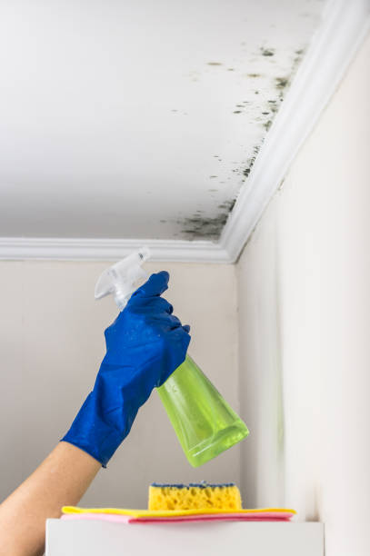 Best Toxic Mold Removal  in West Haven, UT