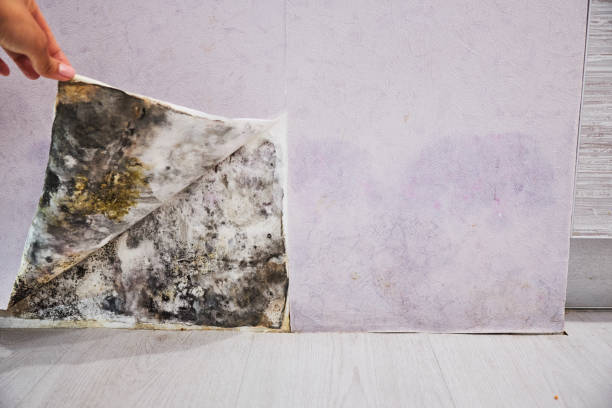 Best Local Mold Removal Service  in West Haven, UT